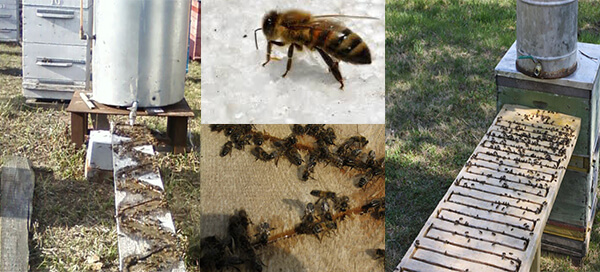 Нужна ли вода на пасеке, как поить пчёл весной