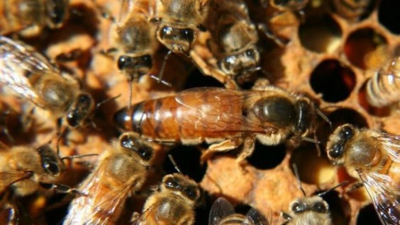 Пчелиная матка: роль в улье, жизненный цикл, процесс оплодотворения, поведенческие реакции