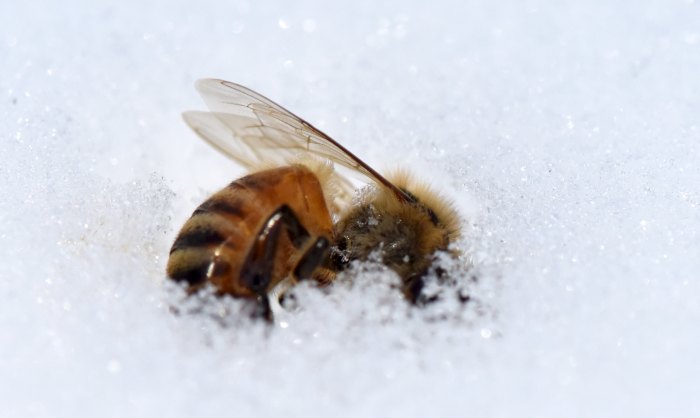 представляет собой зимовка пчел: виды и способы зимовки