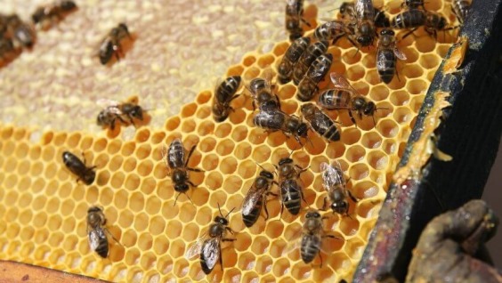 Как пчелы делают мед, время медосбора, сколько меда собирает пчела