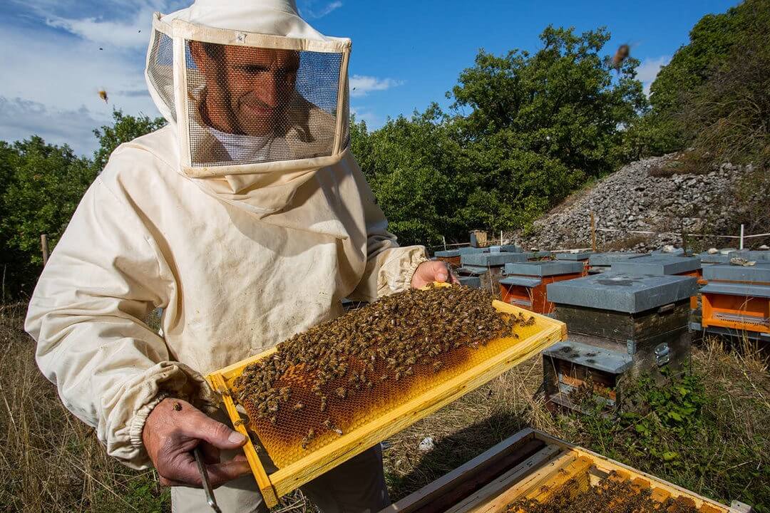 Работа над пчелосемьями