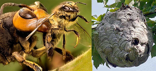 Осы против пчёл: как убрать осиное гнездо с пасеки