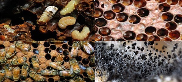 Аспергиллез пчёл: причины, симптомы и лечение